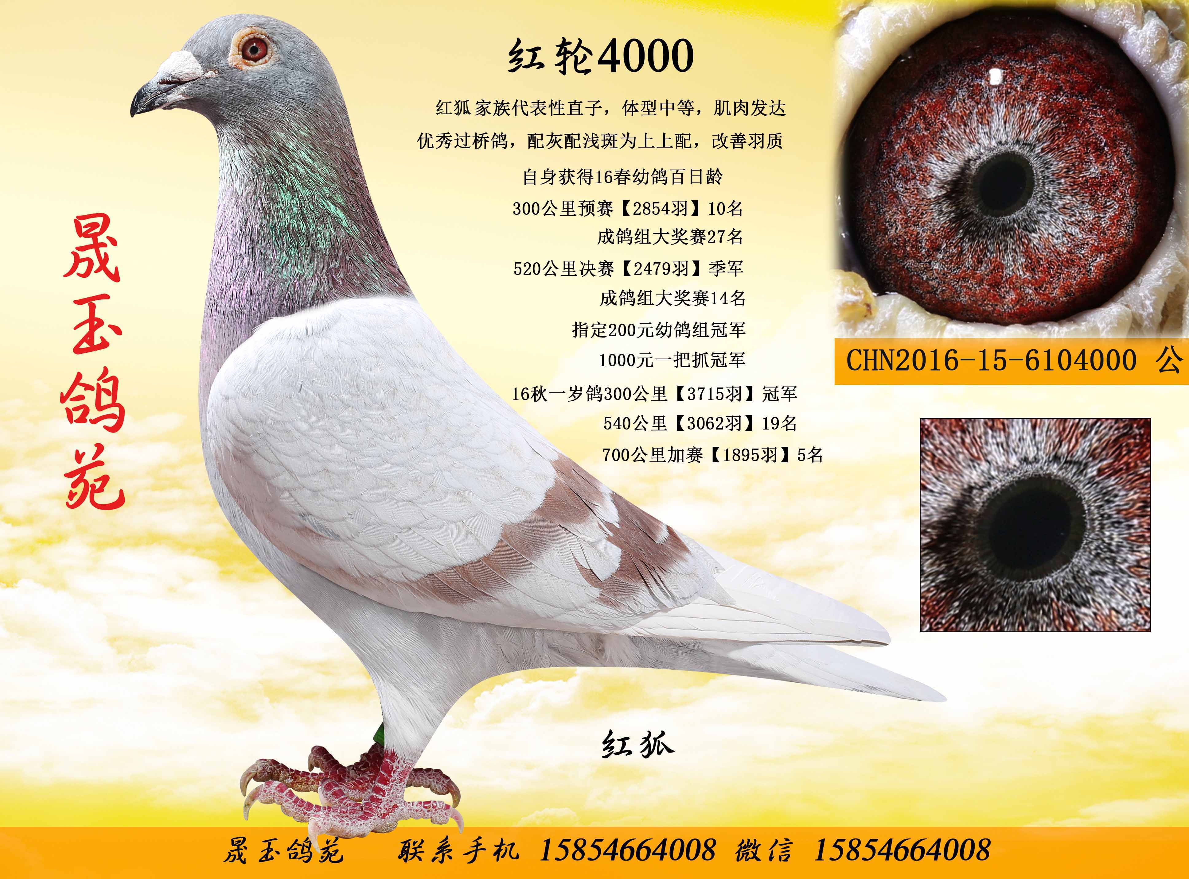 信鸽特征