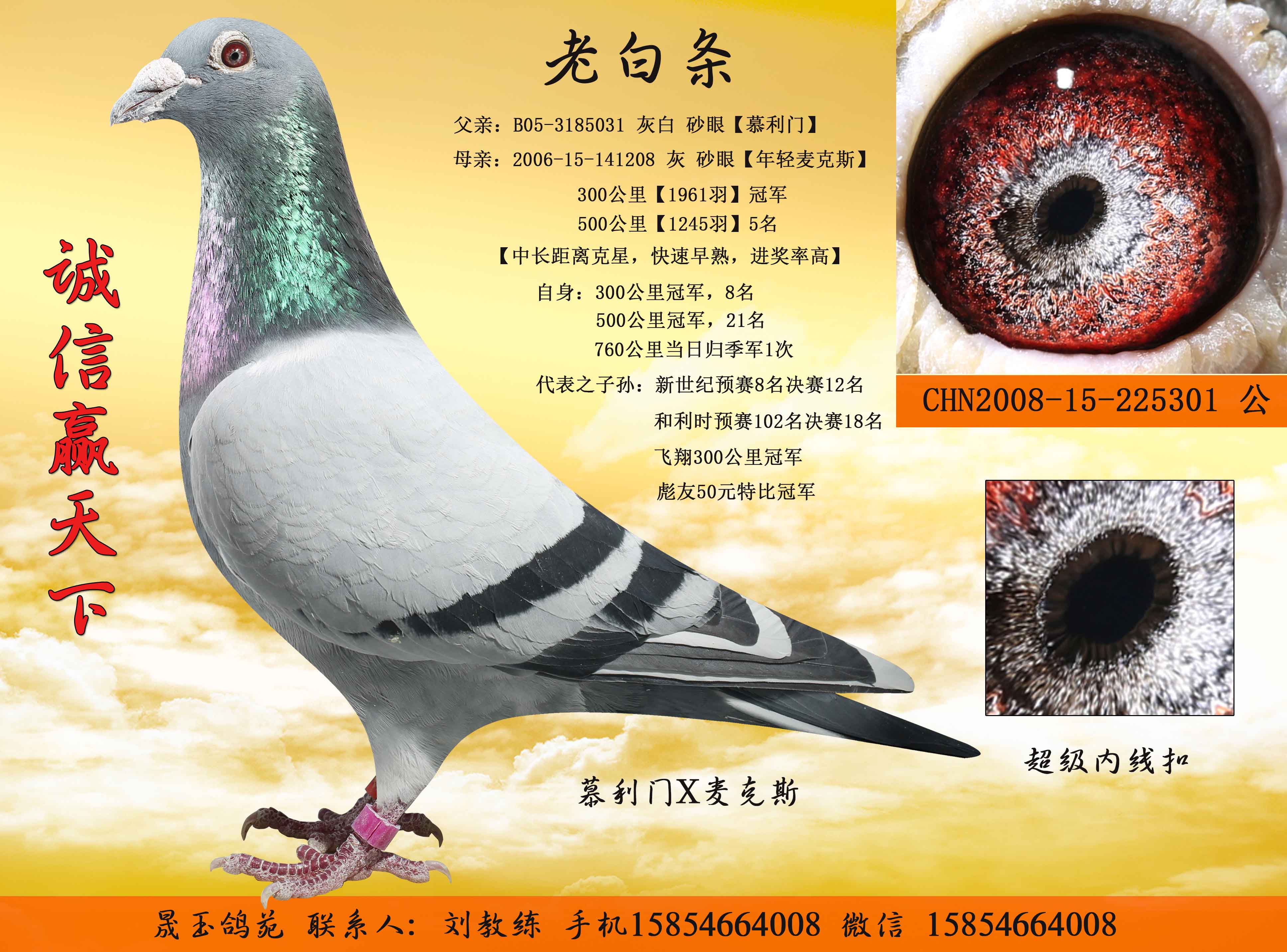 老白条