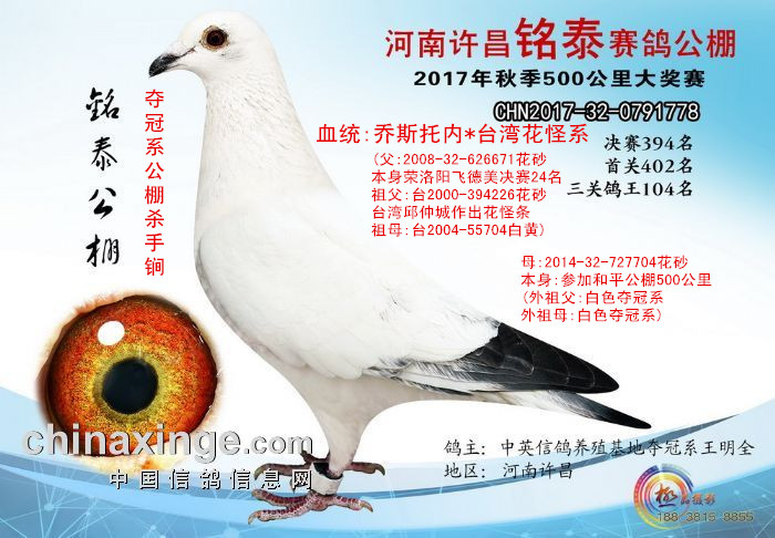 信鸽鸽子养殖全集视频 H58656232226.jpg