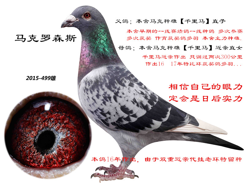 马克罗森斯_王牌赛鸽联盟_ ag188.com爱鸽商城_中国