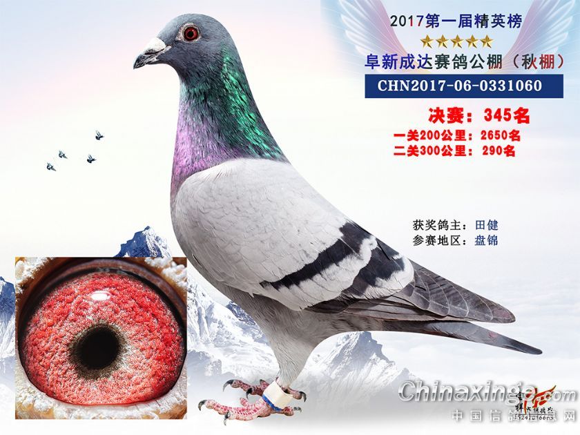chn2017-06-0331060_健翔鸽业-中信网爱鸽商城