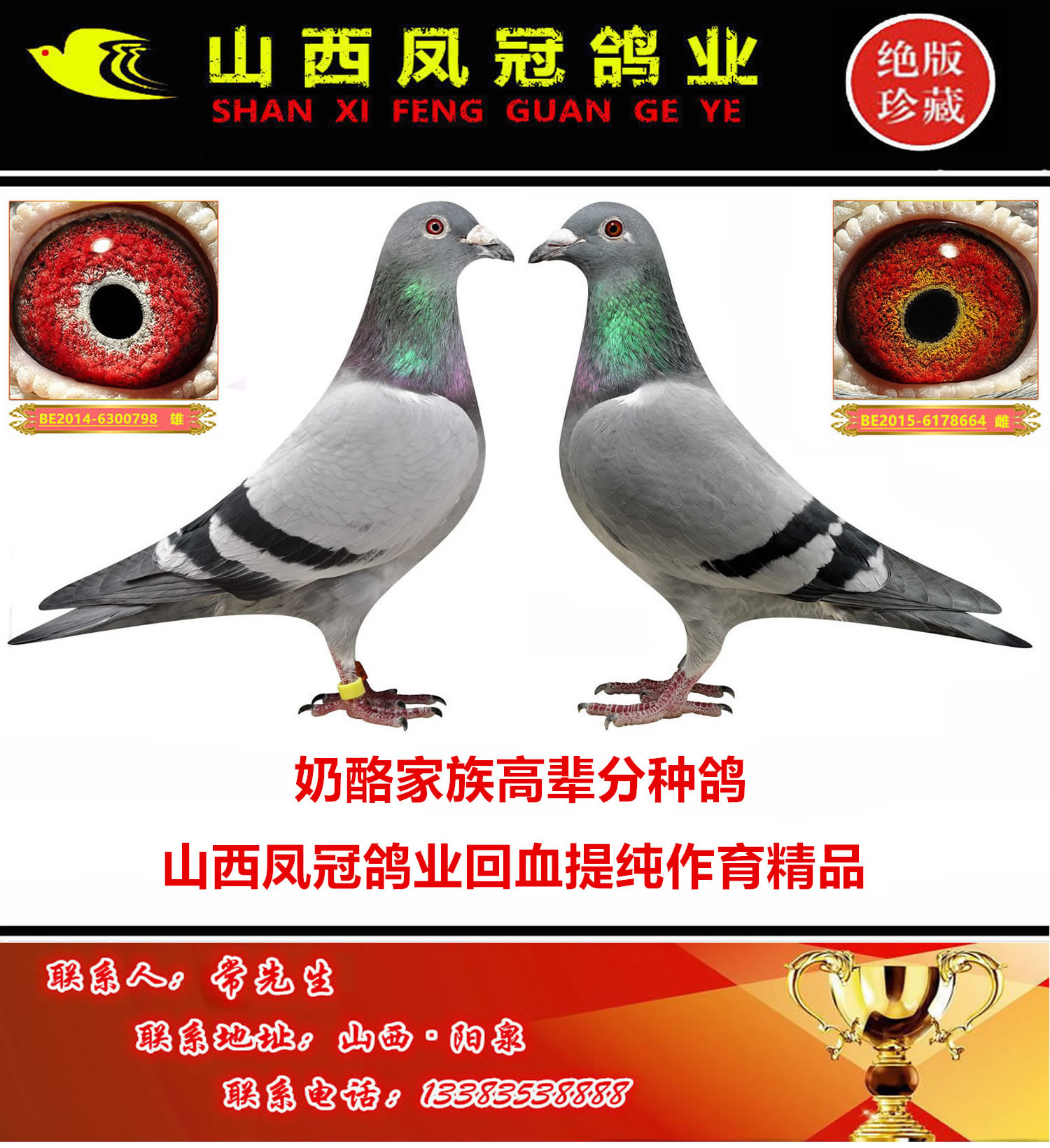 山西凤冠鸽业奶酪第四配对