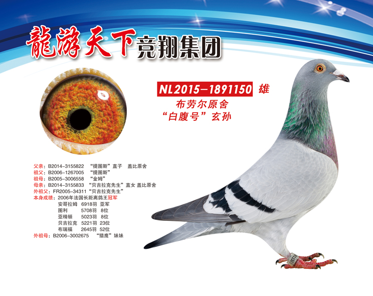 白腹号玄孙