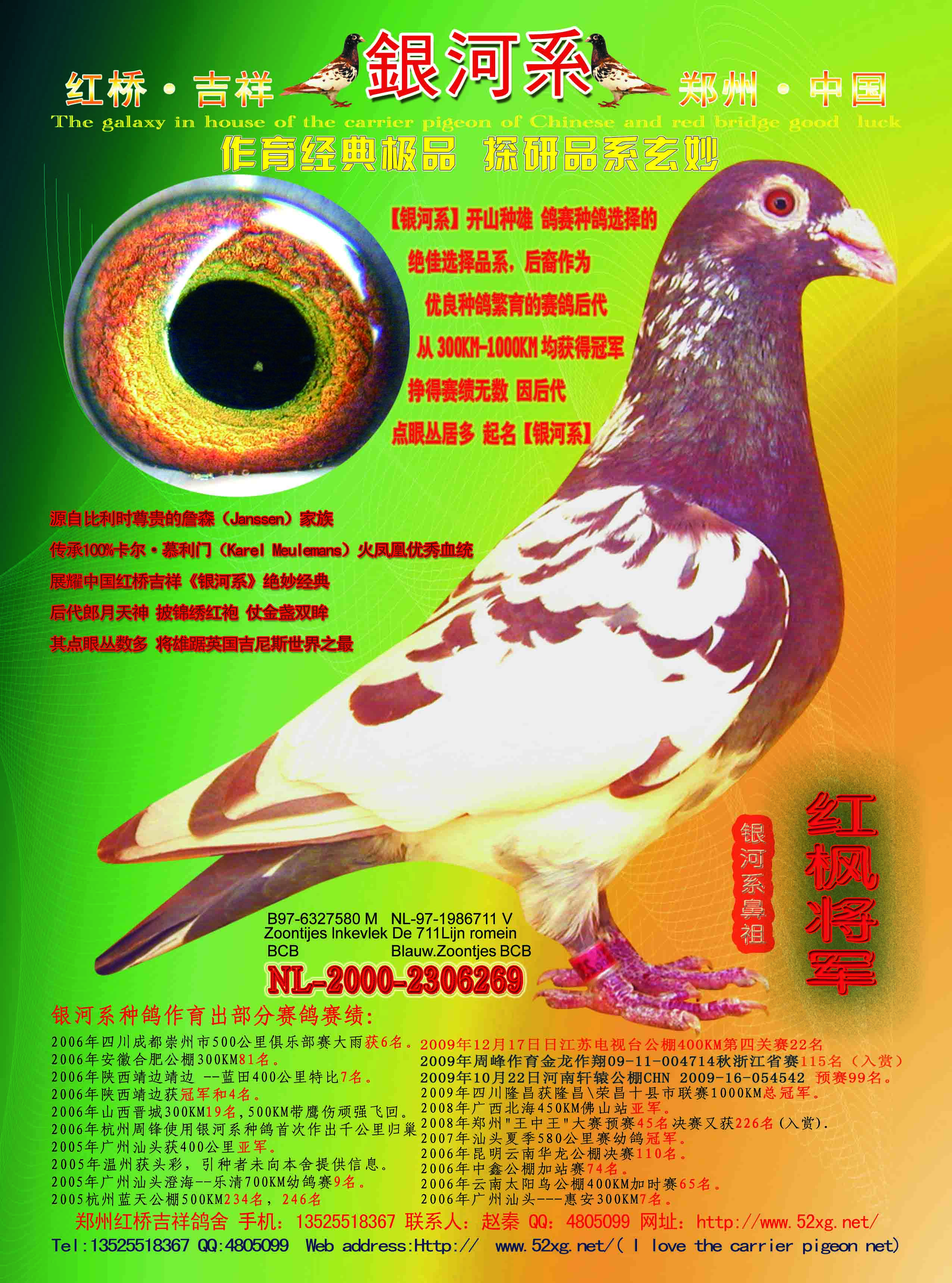 银河系——超级慕利门鸽系