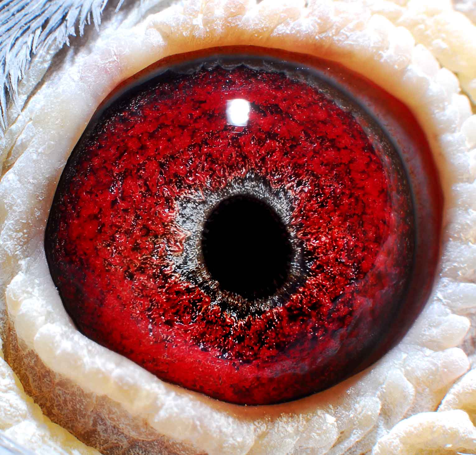 鸽眼