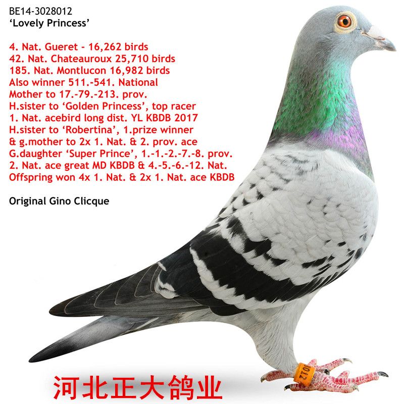 顶尖雌鸽!荣获全国4 & 42位,2017年KBDB全国鸽王冠军半姐妹 出自灰王子x罗伯特直女402号 - - x - - x - - x - - x - - x - - x - - x - - x - - x - - x - - x - - x - - x - - x - - x - - x - - x - - 荣获: 盖雷全国16,262羽4位 /全省 1,824羽季军 查特路全国25,710羽42位 /全省 2,892羽13位 蒙吕松全国16,982羽185位 / 全省 2,233羽
