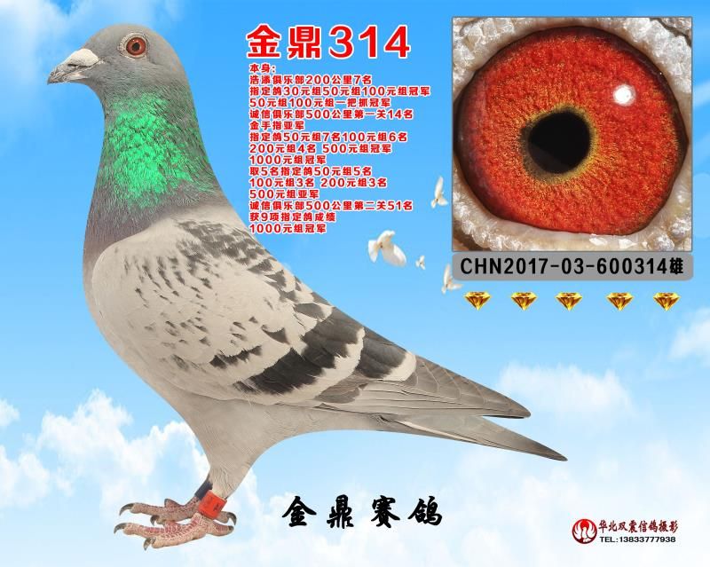 金鼎314