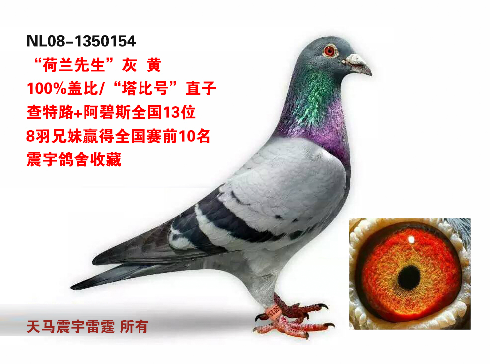 com爱鸽商城_中国信鸽