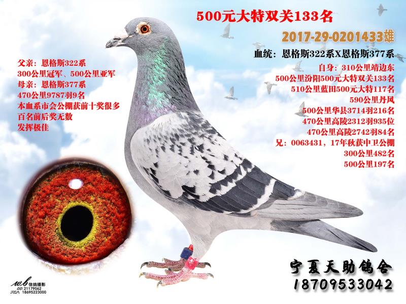 500元大特双关133名-宁夏天助鸽舍-中信网爱鸽商城