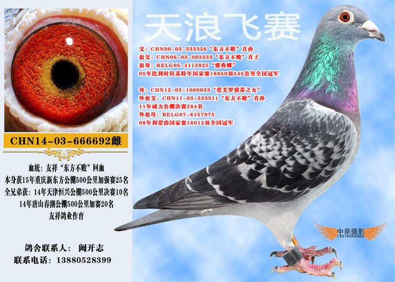 东方不败692_天浪飞赛-中信网爱鸽商城