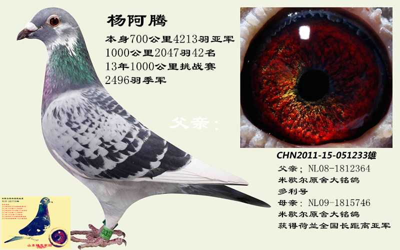铭忠家园1000公里季军