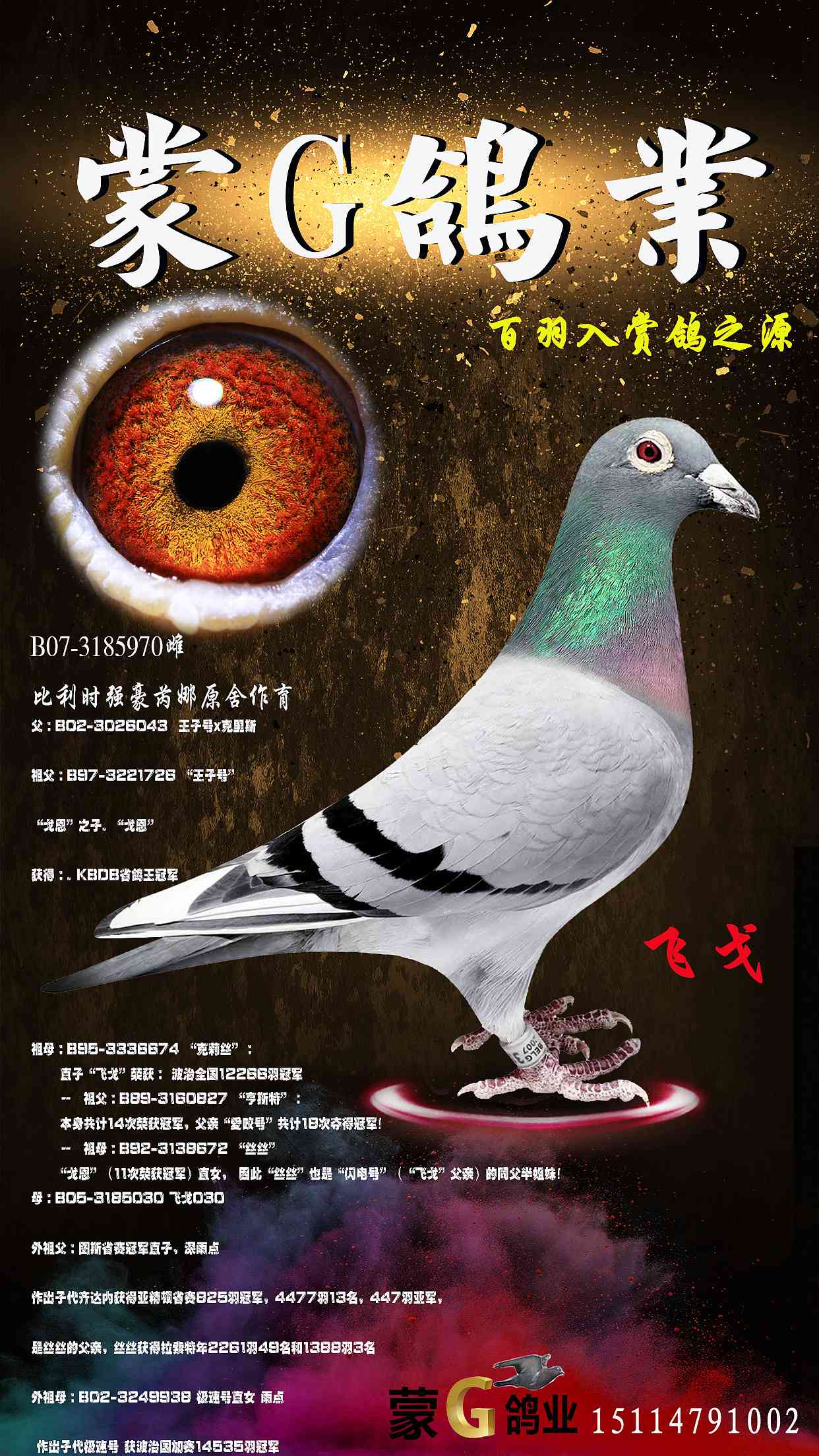 飞戈原舍_蒙g鸽业_ ag188.com爱鸽商城_中国信鸽信息网