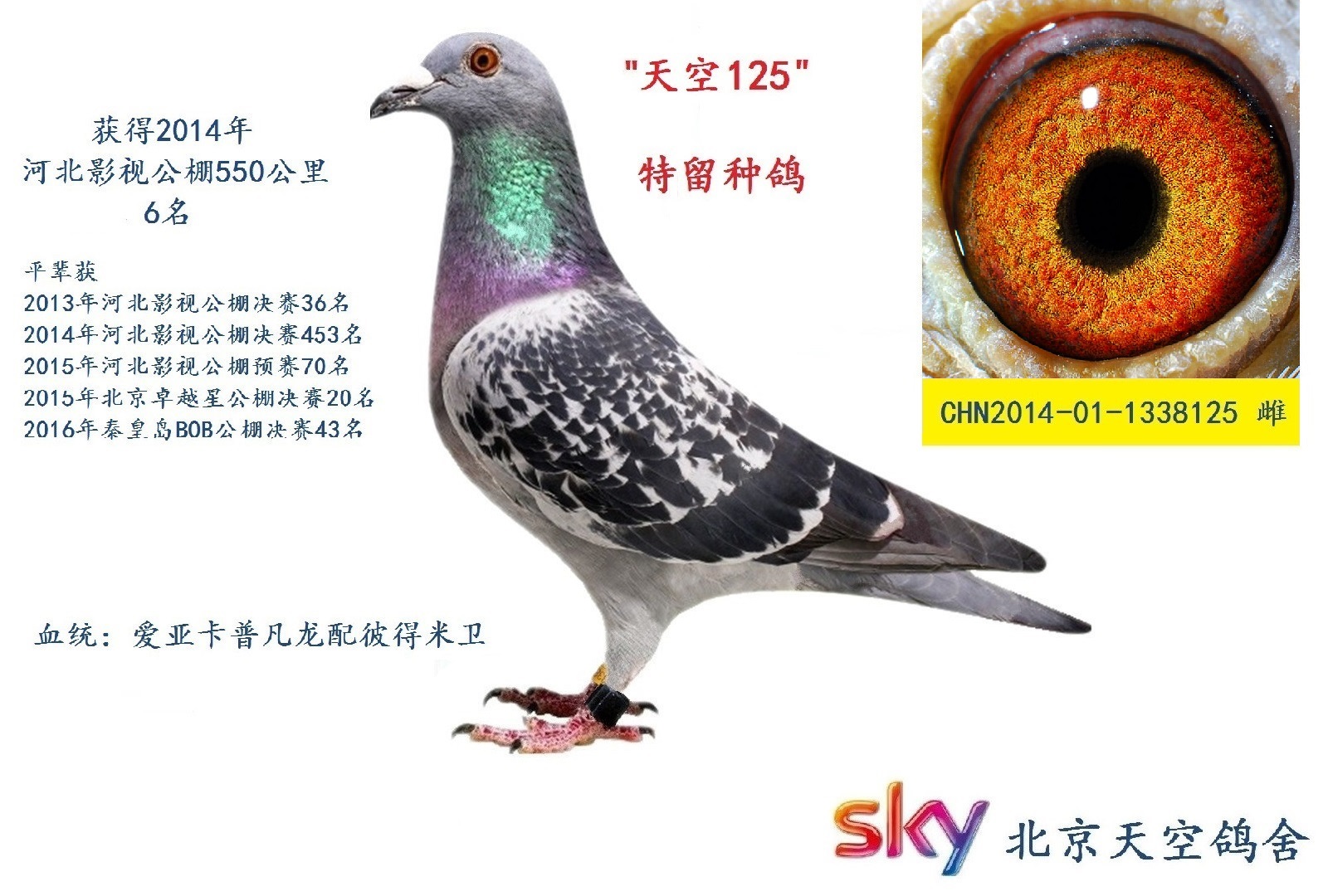 sky 北京天空鸽舍 - 中信网铭鸽展厅 www.ag188.com