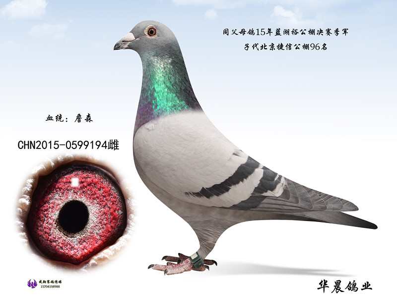 詹森