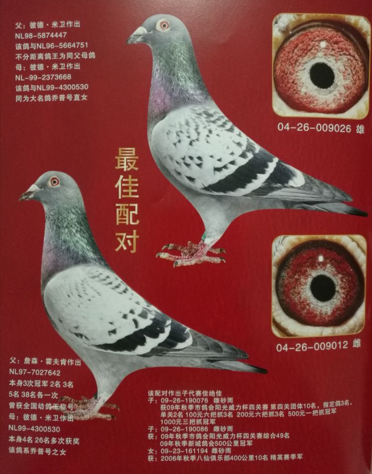 霍夫肯083_陕西战鹰_ag188.com爱鸽商城_中国信鸽信息