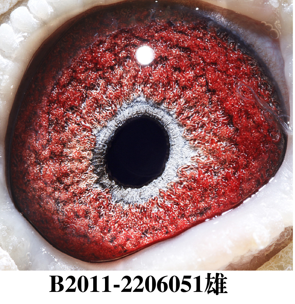 凡温克异色红轮银色"371"直子