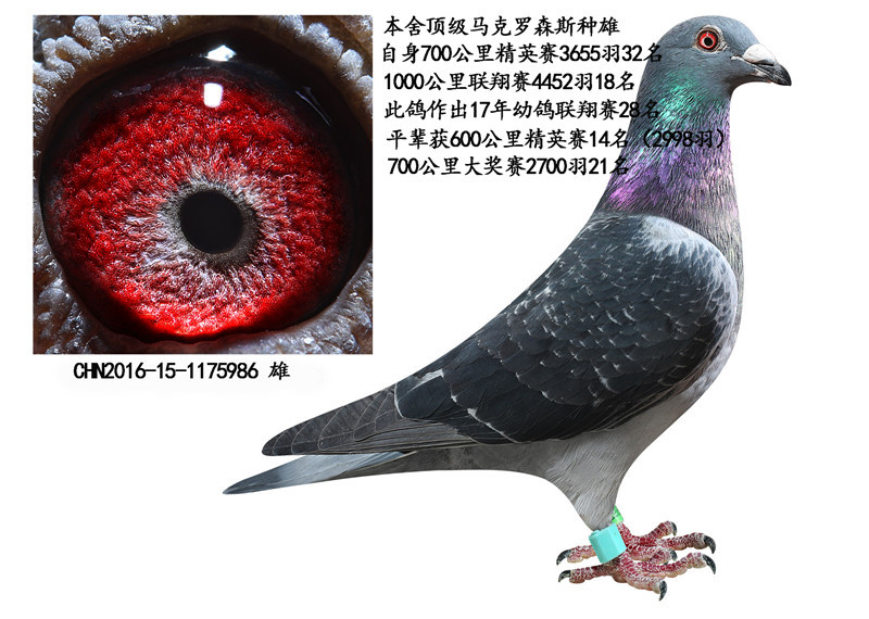顶级马克罗森斯_济南聚星鸽业_ ag188.com爱鸽商城