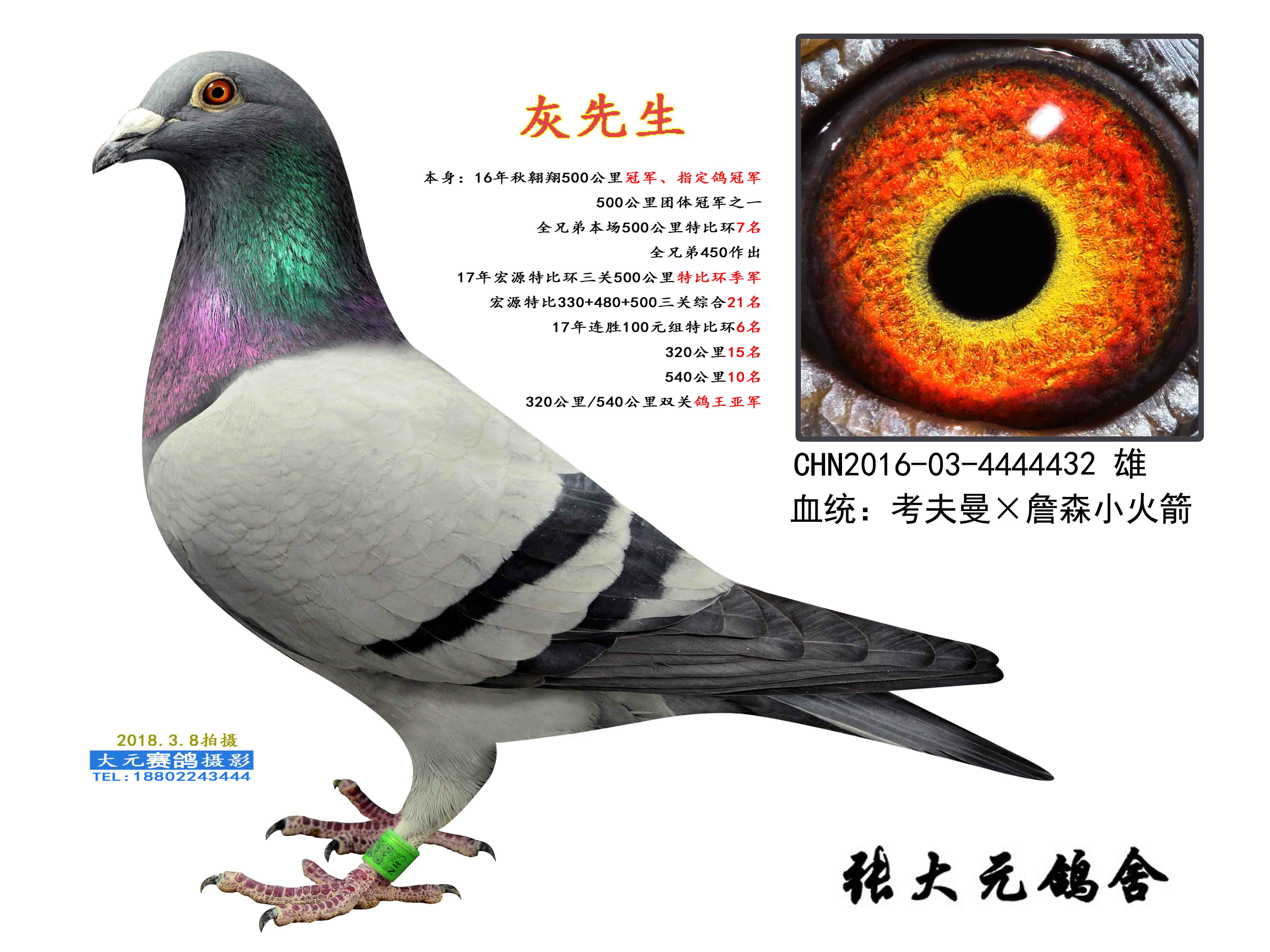 考夫曼灰先生