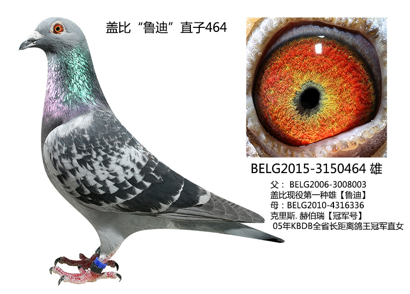 盖比鲁迪直子464
