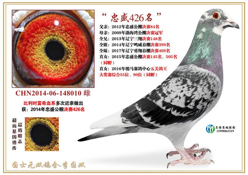 忠盛426名_李国双鸽舍_ ag188.com爱鸽商城_中国信鸽
