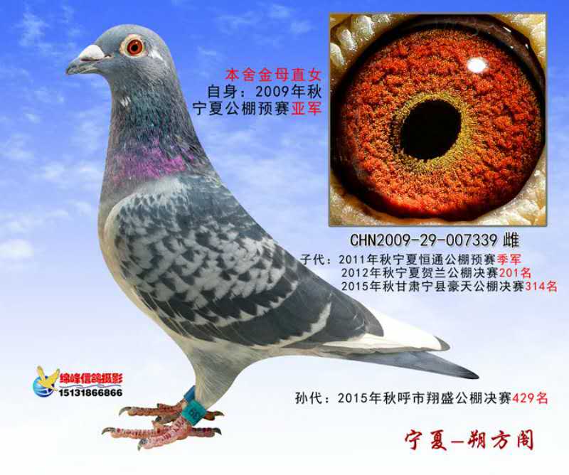 詹森小火箭-宁夏朔方阁-中信网爱鸽商城