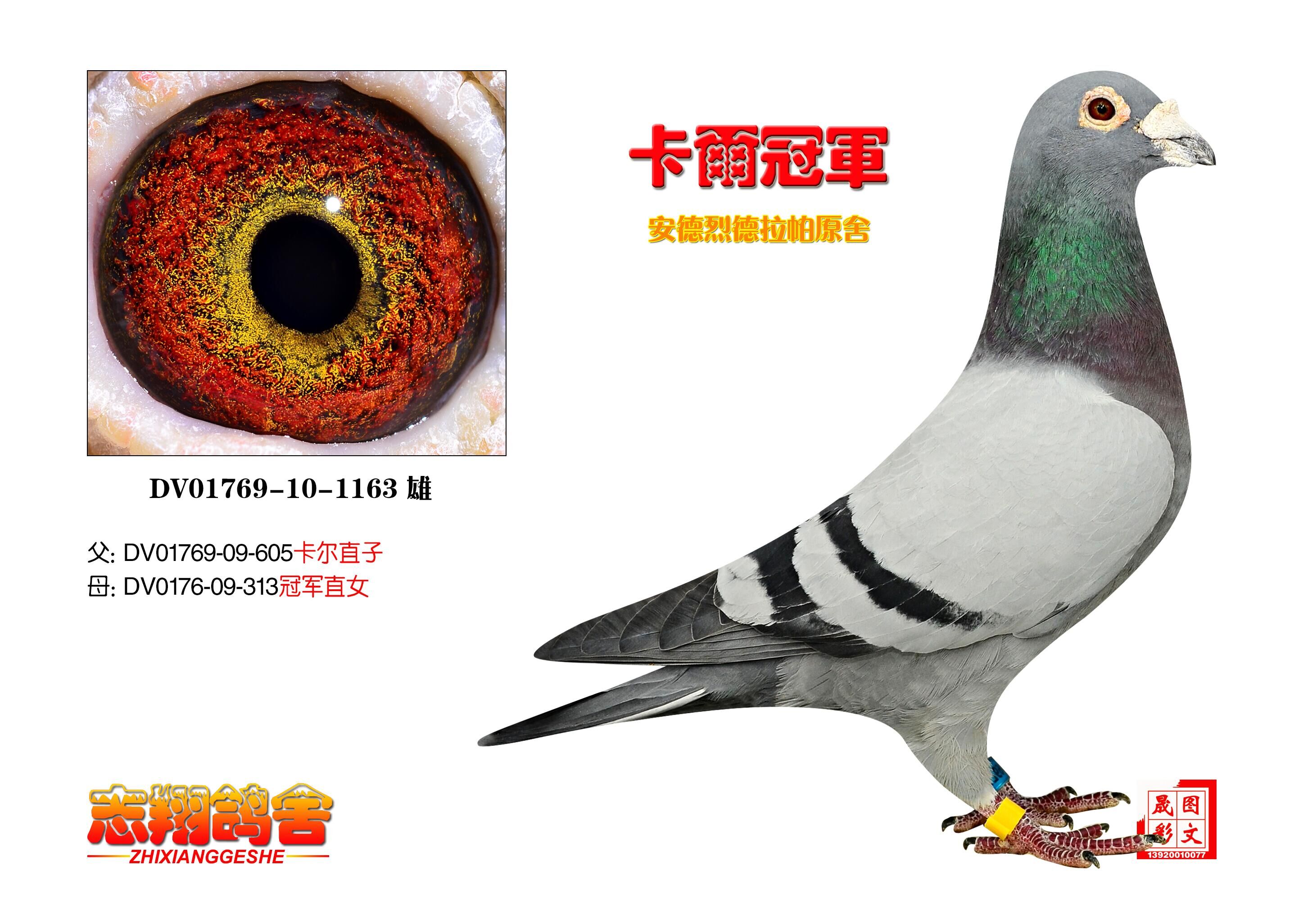 德拉帕 卡尔直孙_志翔鸽舍_ag188.com爱鸽商城_中国信鸽信息网
