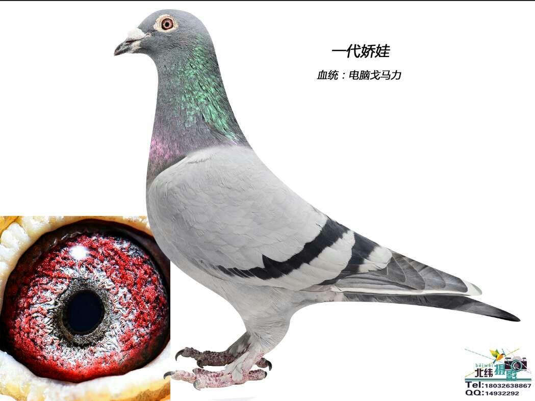 电脑毛脚_赛鸽量贩店-崔广普_ ag188.com爱鸽商城