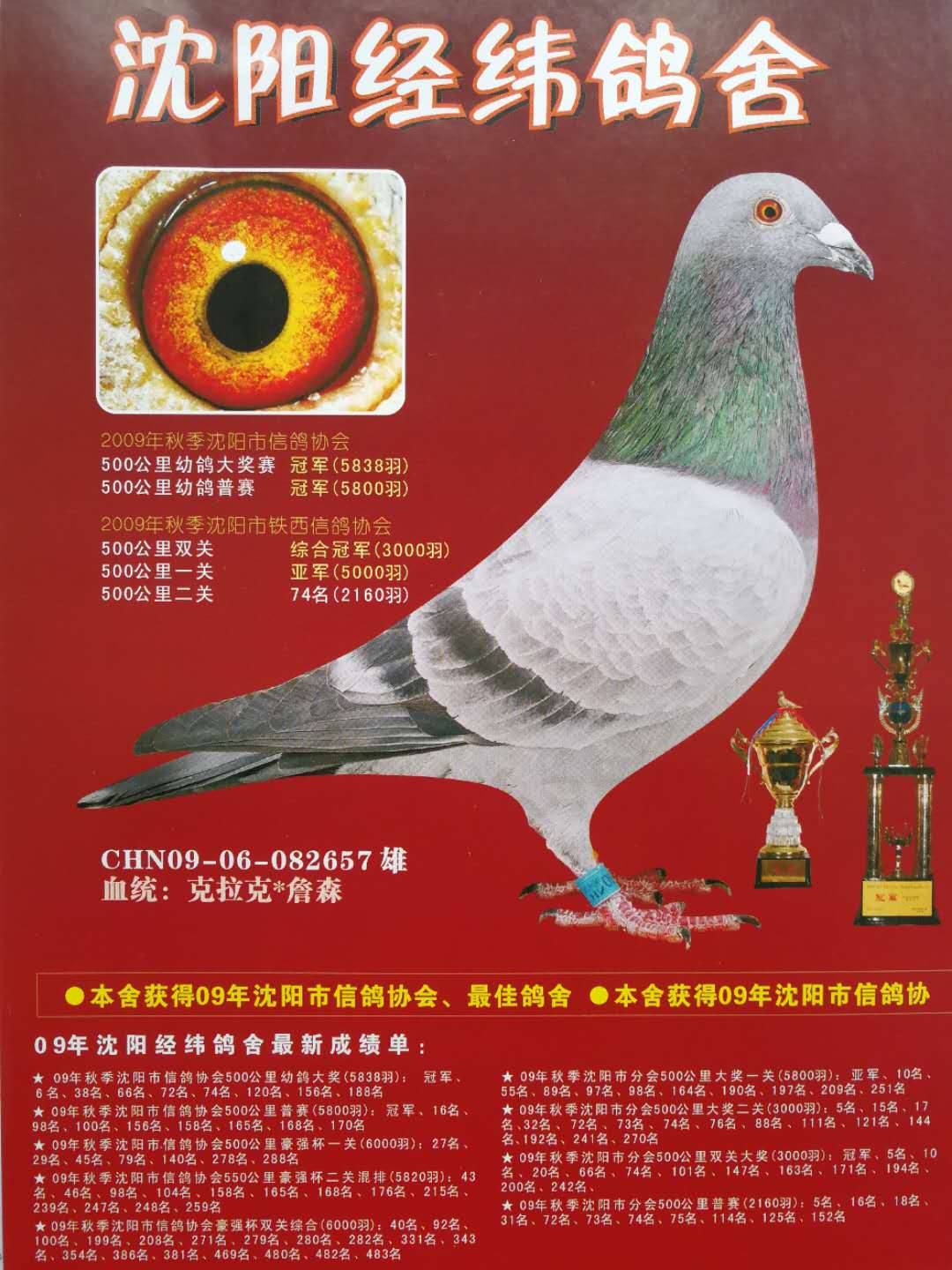 克拉克657-沈阳经纬鸽舍-中信网爱鸽商城