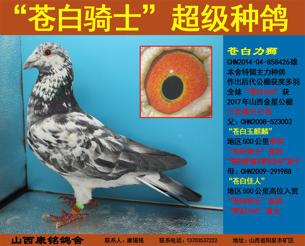 "苍白骑士"超级种鸽之苍白力狮