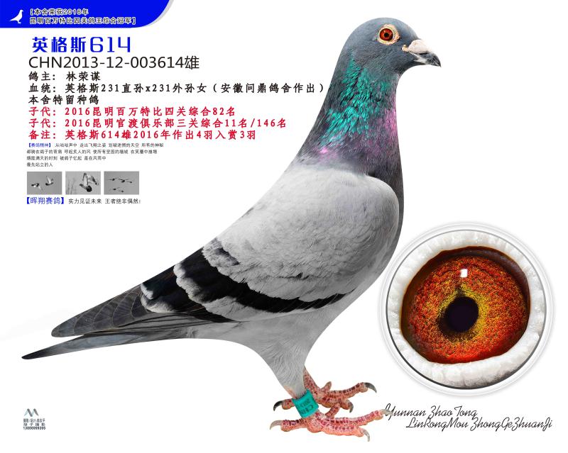 英格斯614_晖翔联合鸽舍-中信网爱鸽商城