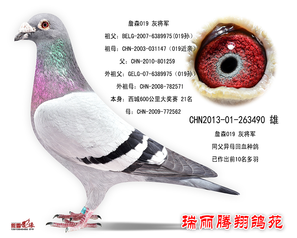 詹森019 灰将军-瑞丽腾翔鸽苑-中信网爱鸽商城