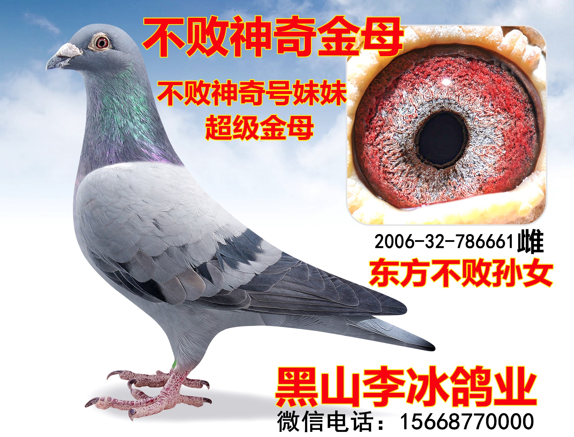 qq 鸽友圈 信鸽特征                  编 号: 596796