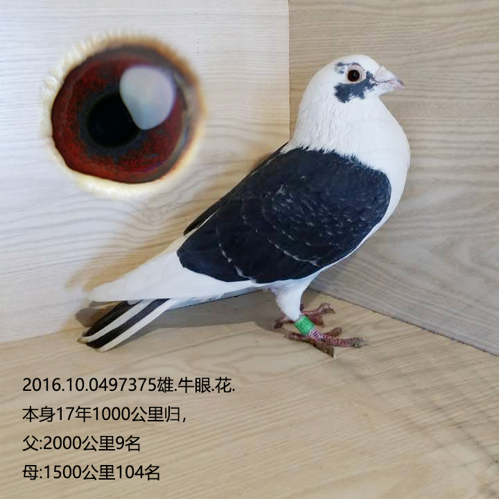 花李鸟375_龙都赛鸽_ag188.com爱鸽商城_中国信鸽信息