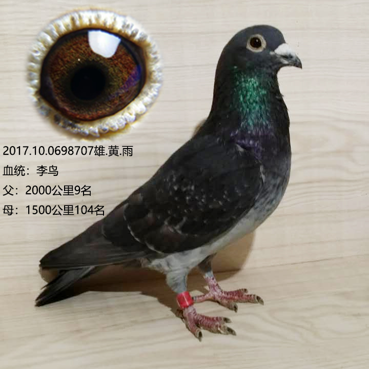 李鸟707
