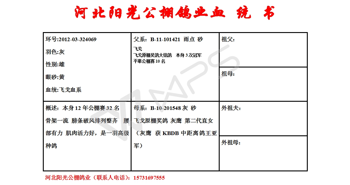 河北阳光公棚鸽业