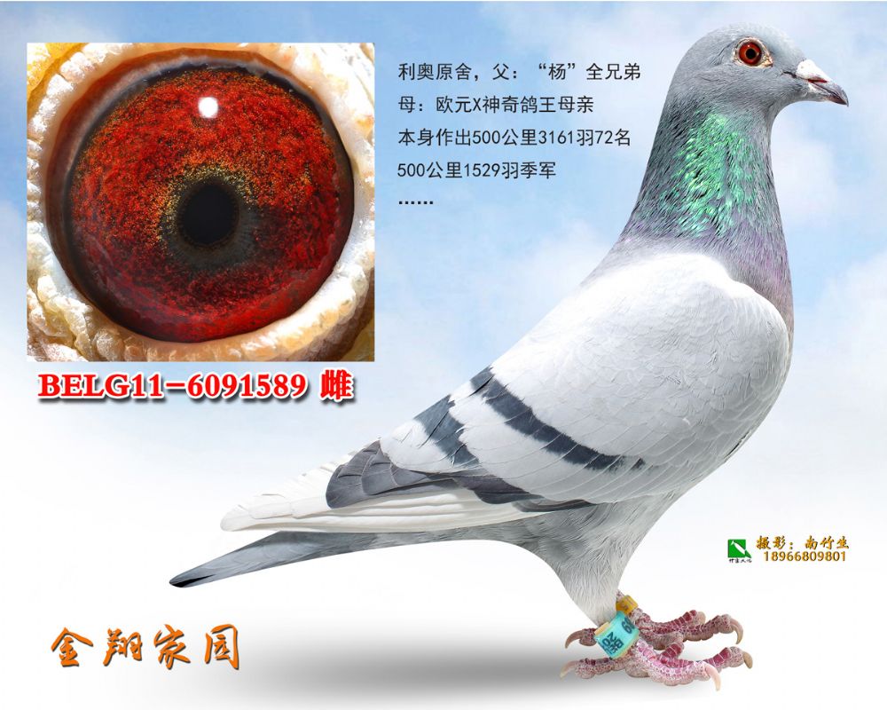 belg11-6091589-(2)副本_内蒙金翔家园_ ag188.com爱