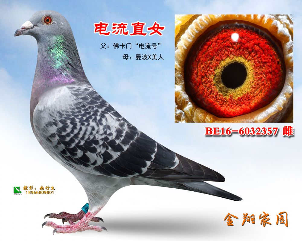 be16-6032357副本副本_内蒙金翔家园-中信网爱鸽商城