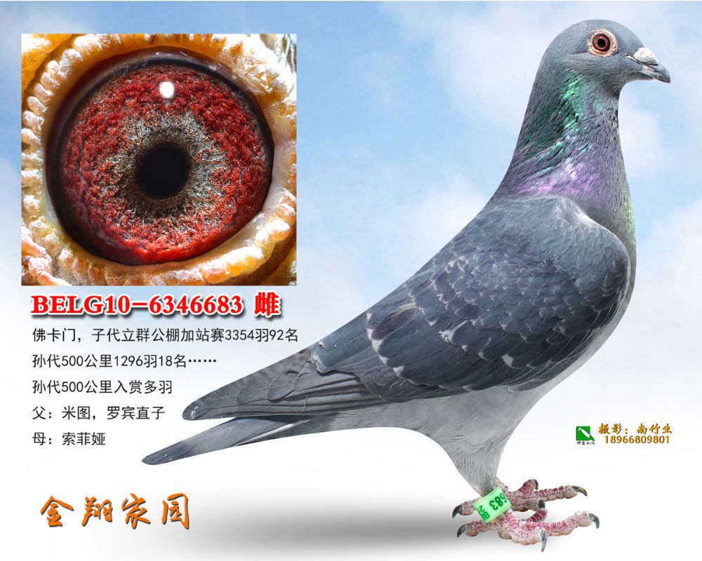 belg10-6346683副本_内蒙金翔家园-中信网爱鸽商城