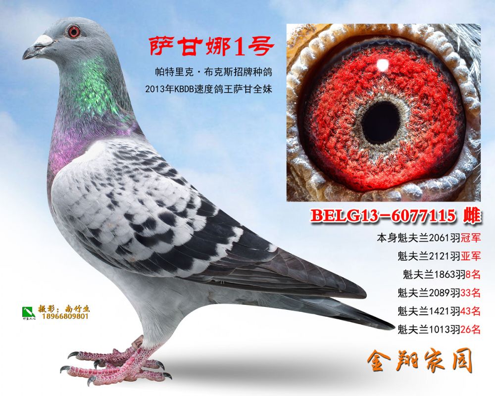 be13-6077115副本副本_内蒙金翔家园-中信网爱鸽商城