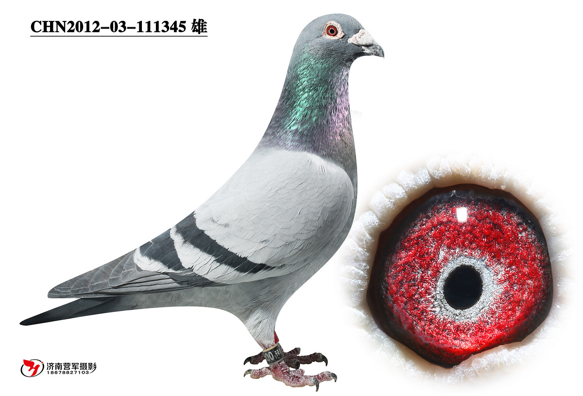 (qing)