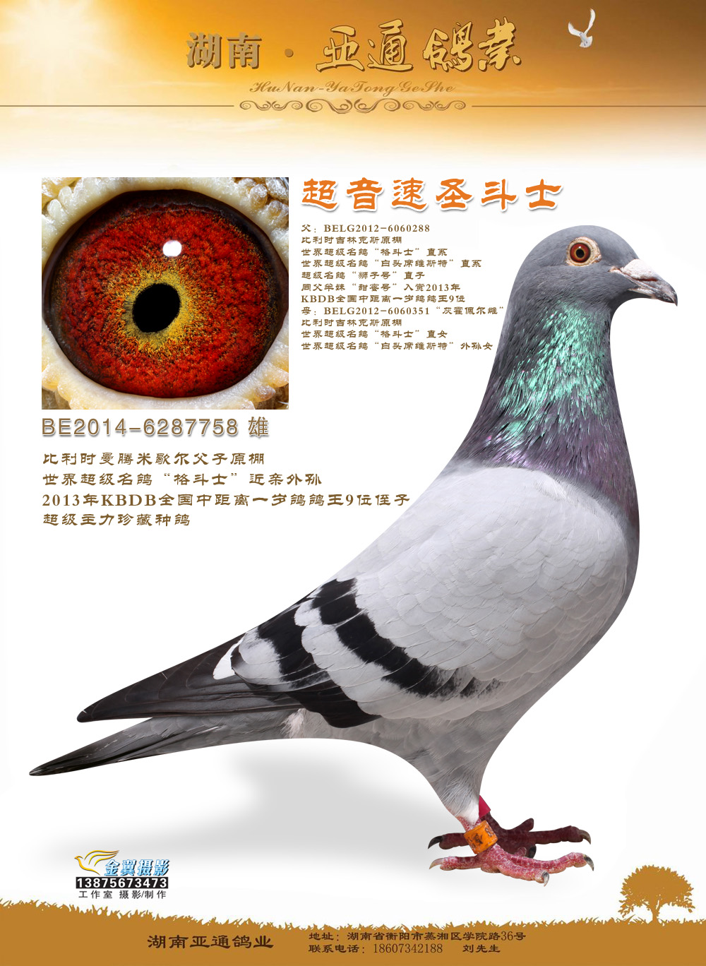 吉林克斯世界超级名鸽"格斗士"近亲外孙