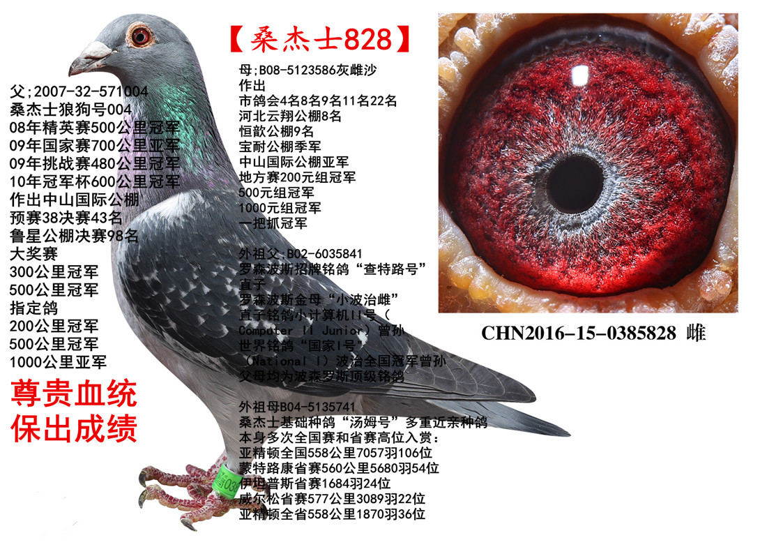桑杰士_中国铭强赛鸽育种中心-中信网爱鸽商城