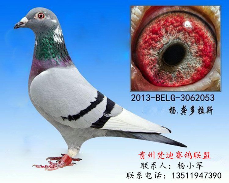 杨.龚多拉斯