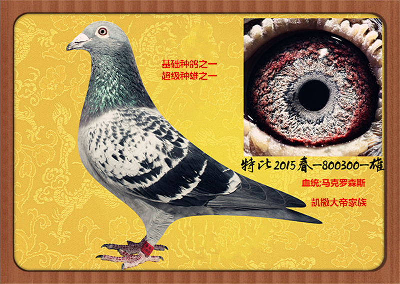 马克罗森斯_山东大汉鸽业_ag188.com爱鸽商城_中国