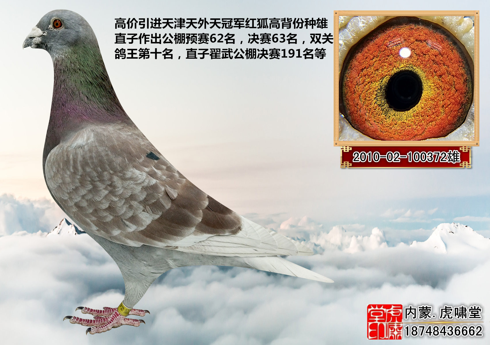 冠军红狐-内蒙虎啸堂-中信网爱鸽商城