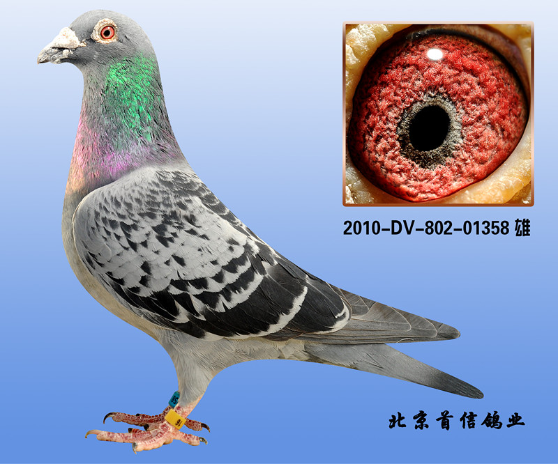 H59903670247.jpg