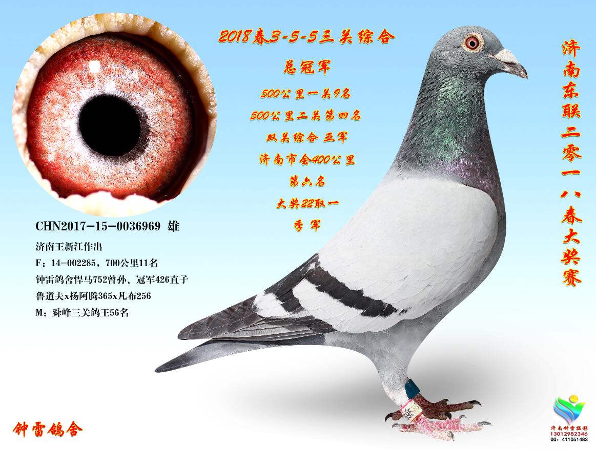 三关鸽王冠军969_济南钟雷鸽舍_ ag188.com爱鸽商城_中国信鸽信息网