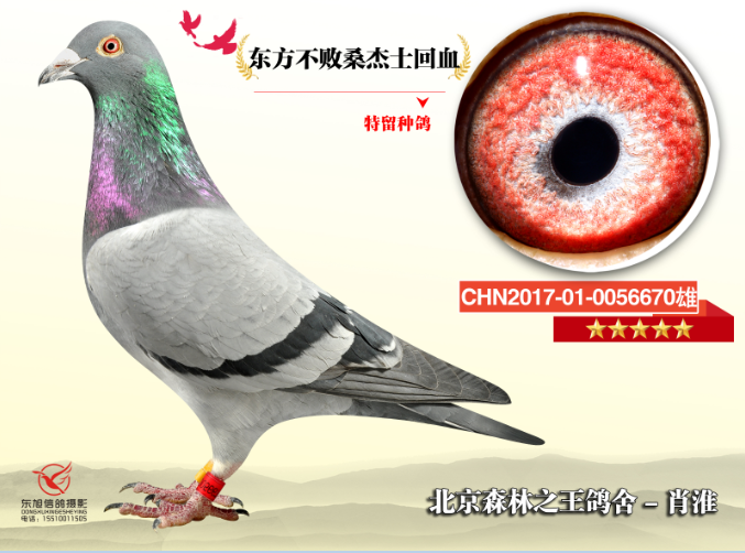 东方不败桑杰士回血_北京森林之王肖淮鸽舍_ ag188.爱