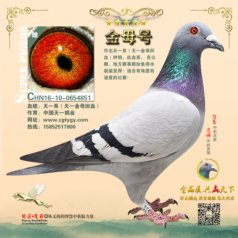 金母号_中国天一鸽业_ ag188.com爱鸽商城_中国信鸽