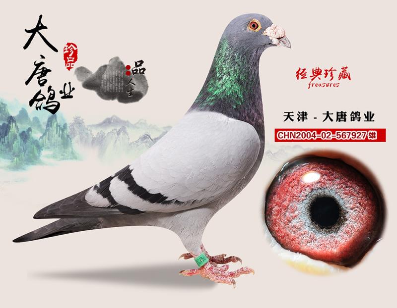 瓦特 王牌血脉 超级种鸽